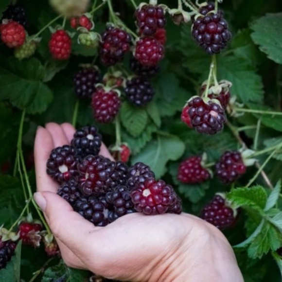 Meet your Posher, Darya - Picture 1 of 1